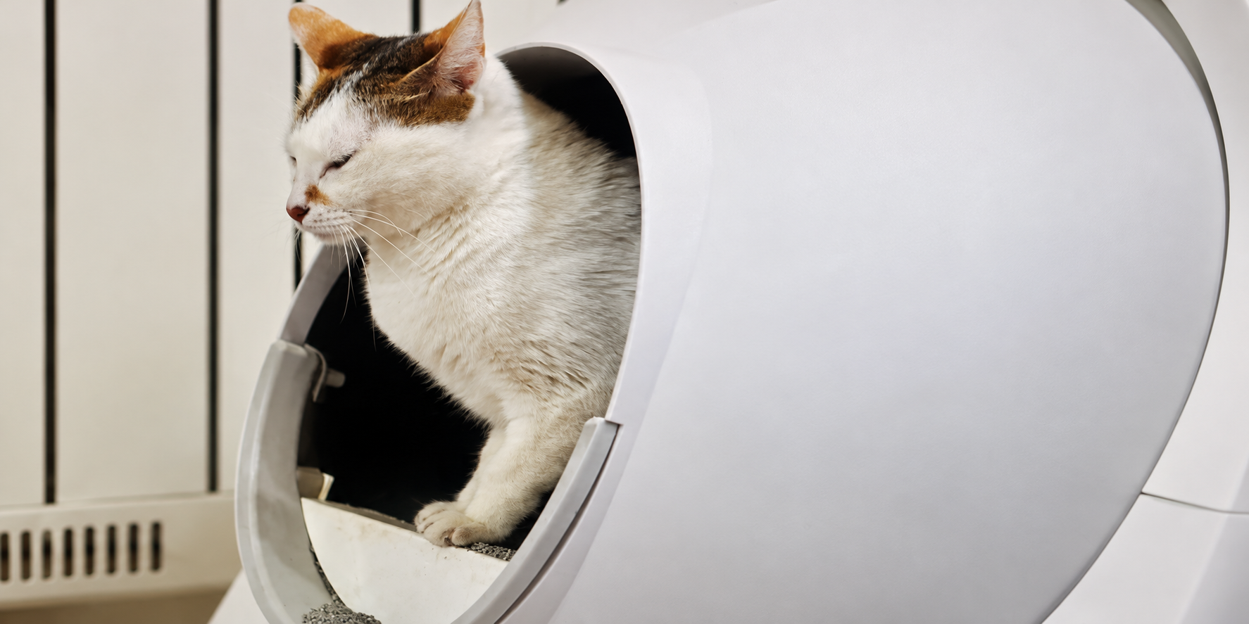 A cat using an Automatic Litter Box Make Life Easier in a Small Apartment