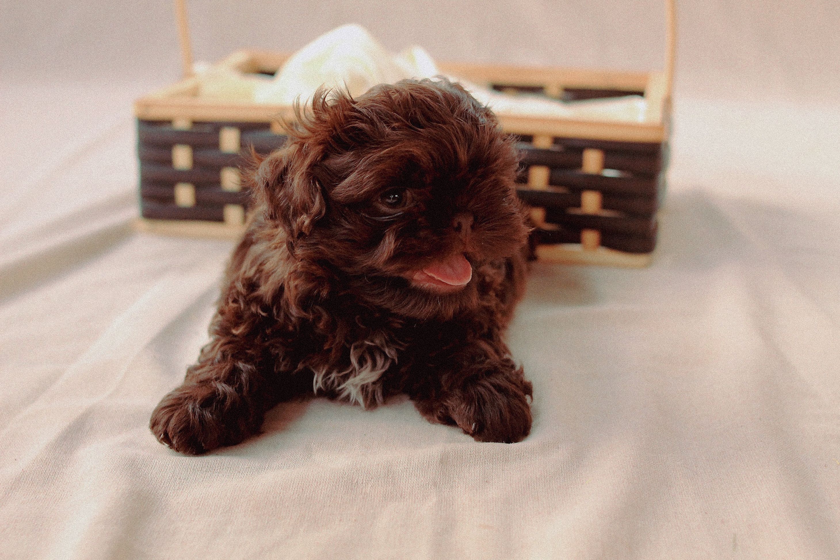A young relaxed doggy