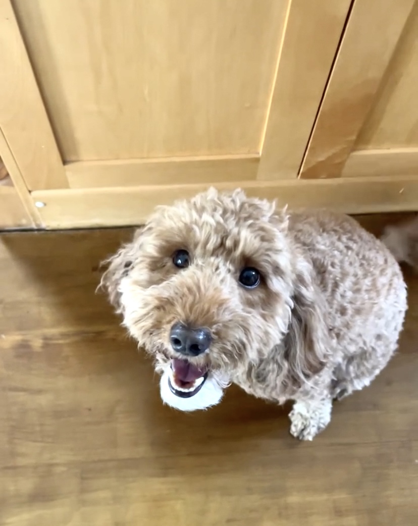 A dog barking and stressed out