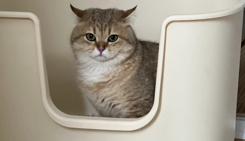 A cat inside of a litter box in a one-bedroom apartment.