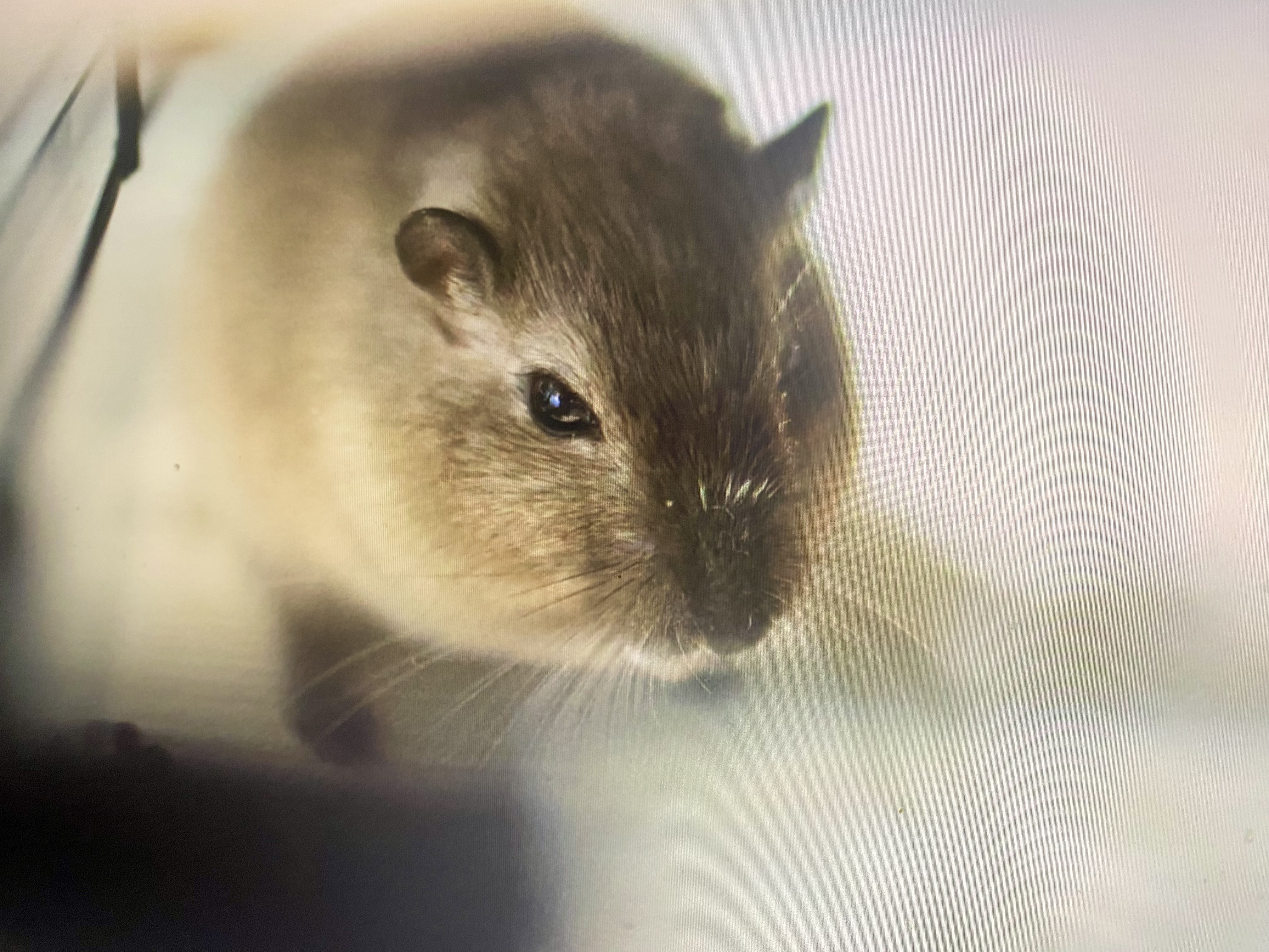 a Syrian hamster peeking from inside a cage
