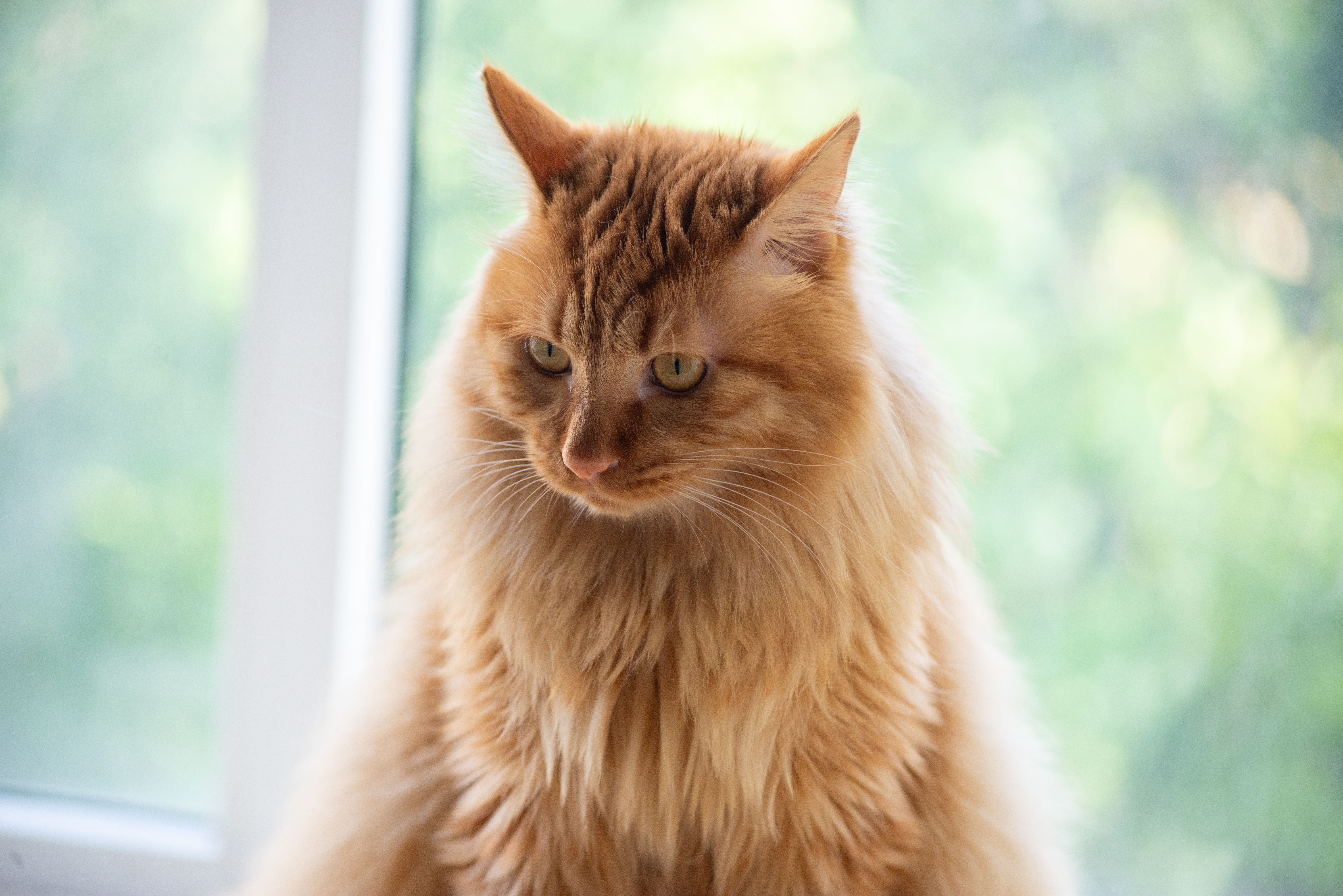 A Maine Coon resting