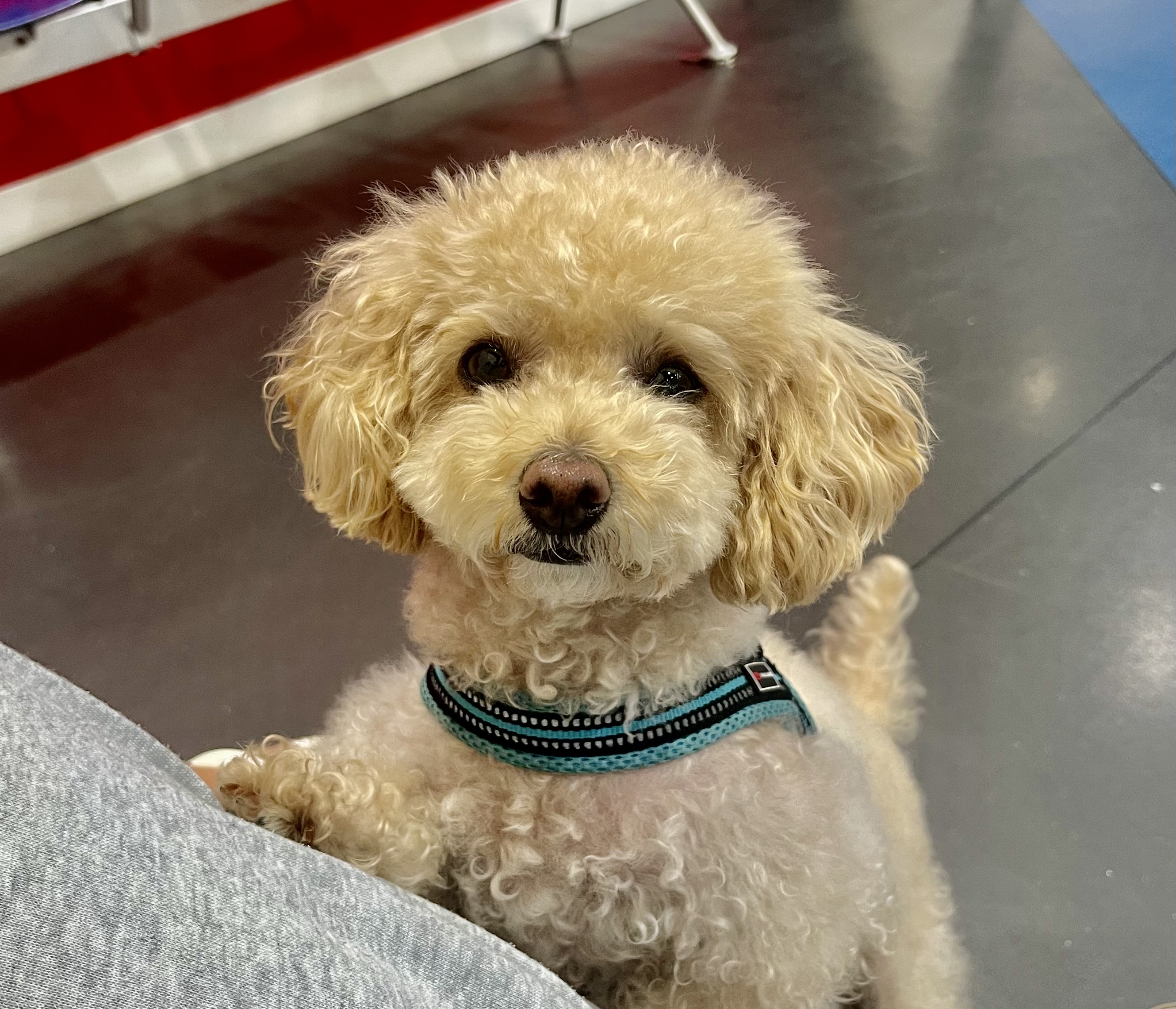 A small dog wanting to be picked up