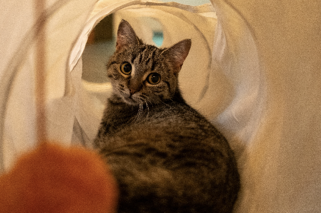 A Cat in a Foldable Cat Tunnels for Small Homes