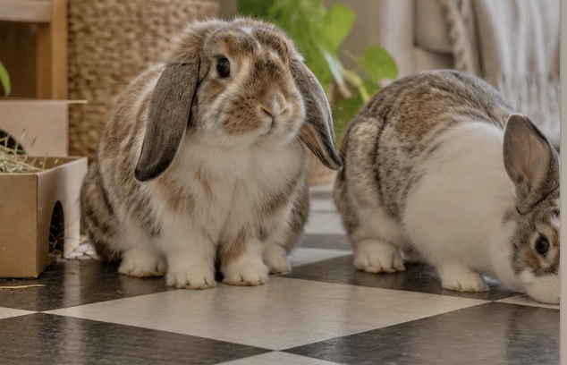 2 rabbits free in an apartment with vinyl flooring