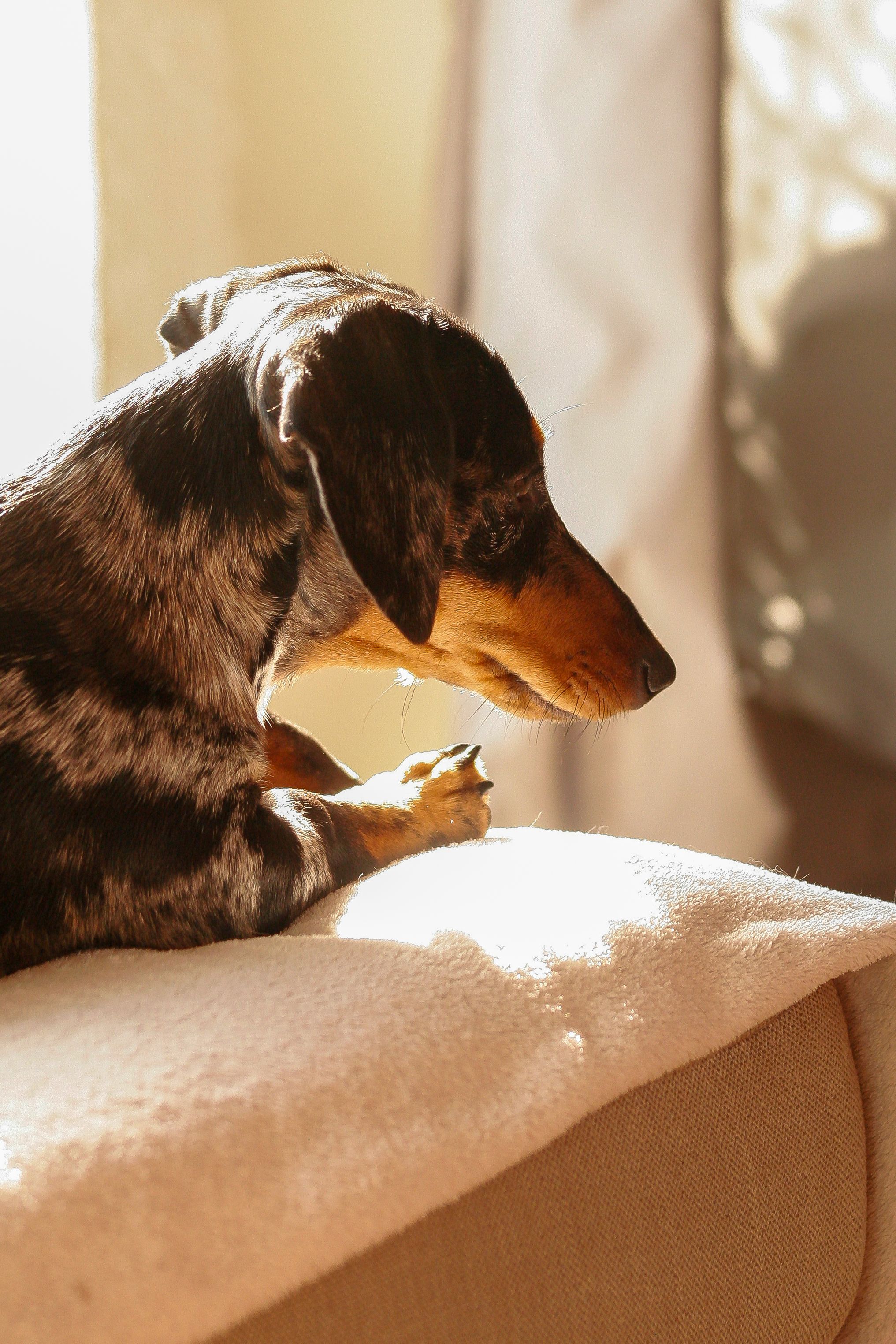 Small dog resting on a blanket bed indoors