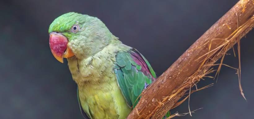 Beautiful Green Parrot in a Cage in a Studio
