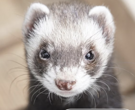 Adorable ferret portrait with whiskers with a curious expression.