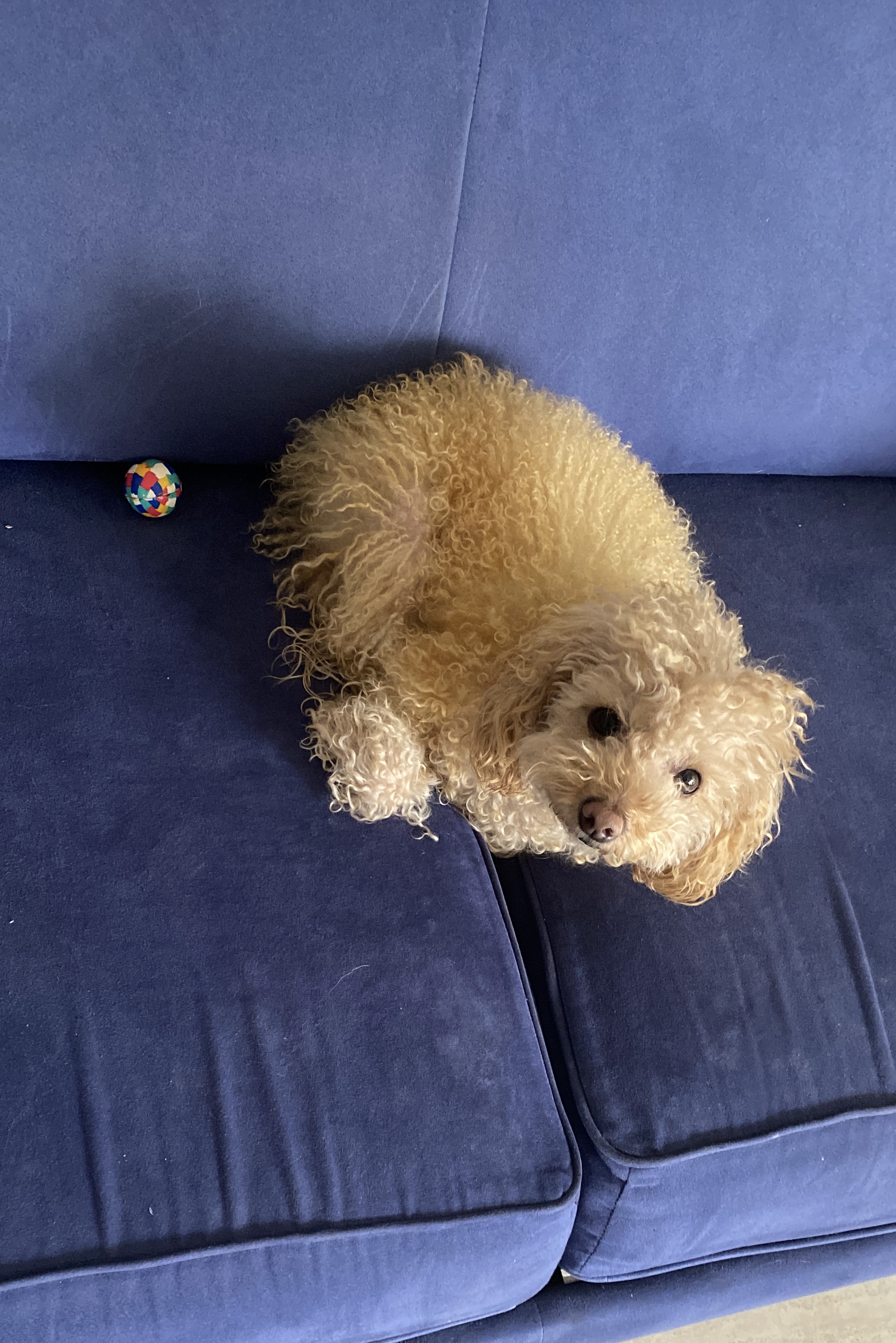 A happy dog sitting by a ball