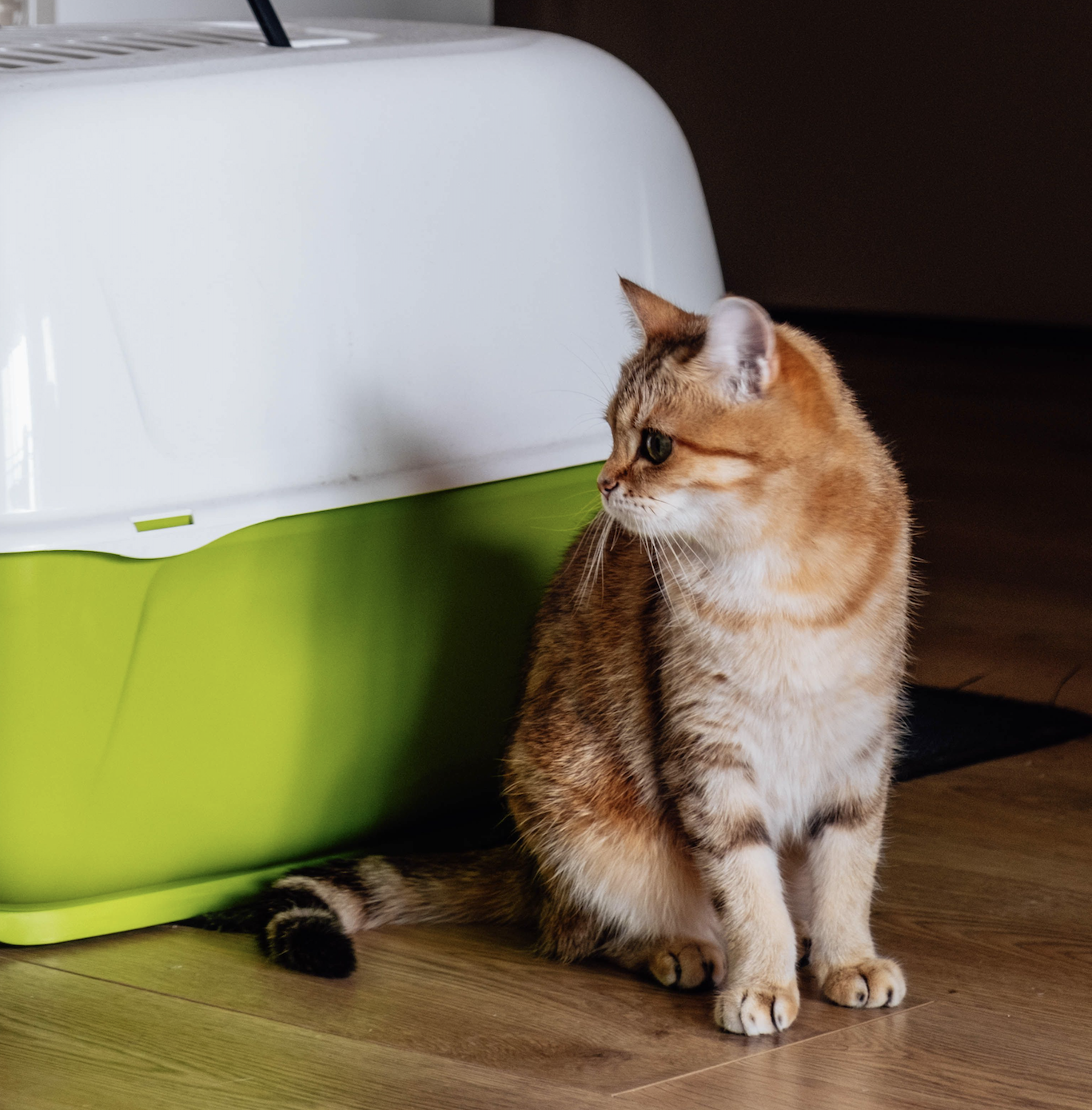 orange cat sitting by a pet covered litter tray on a wooden floor in a home interior.